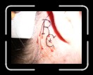 0306-RCTeamTat34 * 2560 x 1920 * (1.54MB)