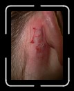 0306-RCTeamTat36 * 1920 x 2560 * (1.97MB)