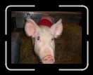 0406-RCvsPDF001 * 2560 x 1920 * (2.44MB)