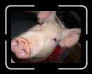 0406-RCvsPDF003 * 2560 x 1920 * (2.27MB)