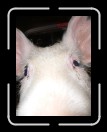 0406-RCvsPDF007 * 1920 x 2560 * (1.95MB)