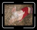 0406-RCvsPDF053 * 2560 x 1920 * (2.27MB)