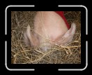 0406-RCvsPDF054 * 2560 x 1920 * (2.55MB)