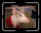 0406-RCvsPDF057 * 2560 x 1920 * (2.46MB)