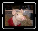 0406-RCvsPDF058 * 2560 x 1920 * (2.47MB)