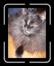 0506-RC-CB-LastSup17 * 1920 x 2560 * (2.26MB)