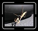 0906-HamiltonPool01 * This crazy preying mantis what was checking out my tire pressure. * 2560 x 1920 * (2.36MB)