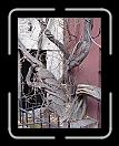 0108-NYC-195 * 2304 x 3072 * (3.28MB)