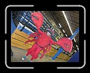 0308-BDD-vs-GGRD08 * Pinchy, the Boston Massacre Mascot. * 3072 x 2304 * (3.08MB)