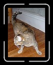 0408-CosmosDinner09 * Dash's Kitty * 2304 x 3072 * (3.33MB)