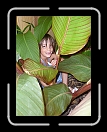 0608-CholaTeaParty31 * Angie's gal, on safari * 2304 x 3072 * (3.54MB)