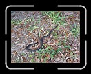 0808-HuracanPuta132 * ohhhh...the scarry snake that jumped out from under the boat! * 3072 x 2304 * (3.52MB)