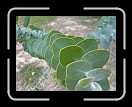 0808-HuracanPuta78 * Eucalyptus * 3072 x 2304 * (3.47MB)