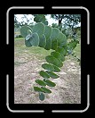 0808-HuracanPuta79 * More eucalyptus.  This plant always reminds me of my childhood friend Jenni's house growing up. * 2304 x 3072 * (3.54MB)