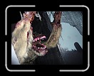 1008-SpookyWorld42 * really large lunging scary wolf thing. * 3072 x 2304 * (3.47MB)